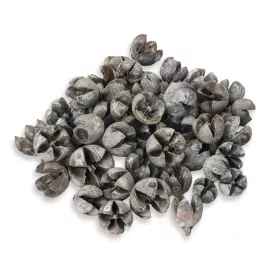 Tulipán termés 50db/csomag