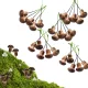 Gomba pick barna 2*1,5cm 25db/csomag