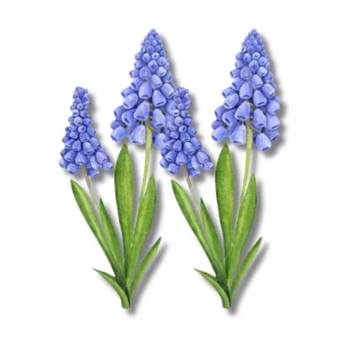 Nyomtatott dekorkarton - Muscari 2db/csomag