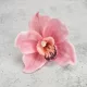 Orchidea fej 4db/csomag rózsaszín