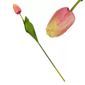 Szálas tulipán magenta - sárga