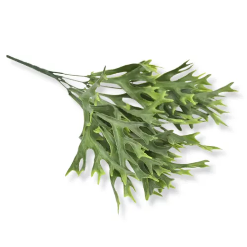 Szarvasagancs páfrány