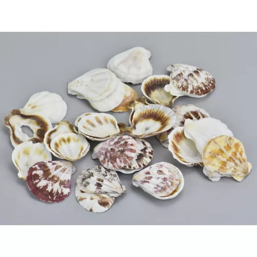 "Shell" kagyló 3-4cm 10dkg/csomag