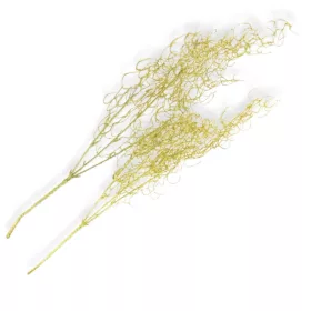   Hosszúlevelű asparagus csillámos arany 2db/csomag - KIFUTÓ