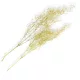 Hosszúlevelű asparagus csillámos arany 2db/csomag - KIFUTÓ