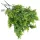 Smaragd thuja csokor hamvaszöld