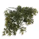 Buxus csokor sárgászöld