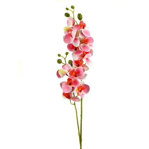 2 ágú orchidea rózsaszín-fehér
