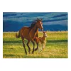 Ló és kiscsikó, 1000 db-os puzzle