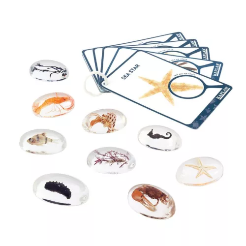 Mintakövek, Tengeri élőlények