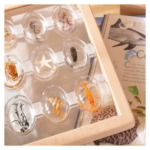 Mintakövek, Tengeri élőlények