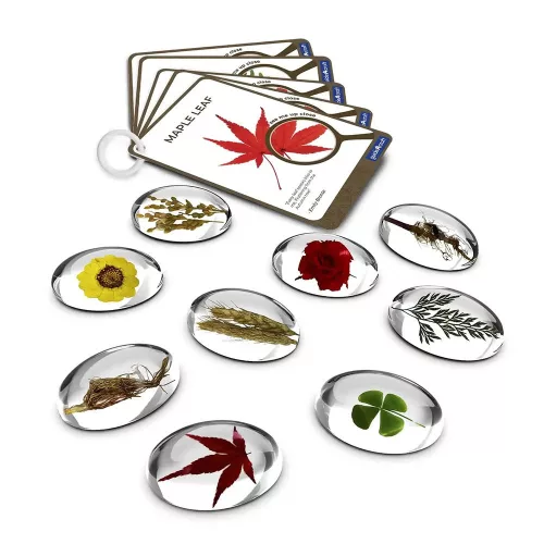 Mintakövek, Növények akril kövekben, Guidecraft