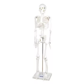 Emberi csontváz, 85 cm-es oktató modell