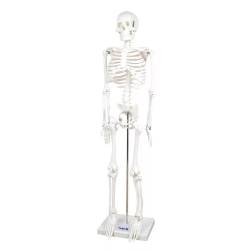 Emberi csontváz, 85 cm-es oktató modell