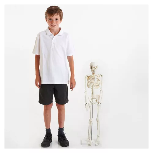 Emberi csontváz, 85 cm-es oktató modell