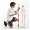 Emberi csontváz, 85 cm-es oktató modell