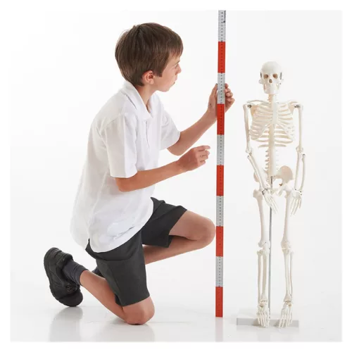 Emberi csontváz, 85 cm-es oktató modell