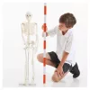 Emberi csontváz, 85 cm-es oktató modell