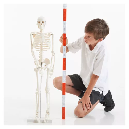Emberi csontváz, 85 cm-es oktató modell