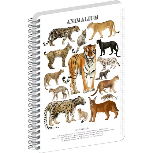 Jegyzetfüzet ikerspirálos Animalium – Felines, négyzethálós, 14,8x21cm A5, Presco